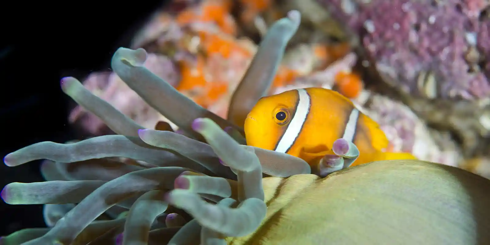 A Clark's anemone fish in Oman.