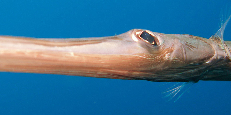Trumpetfish in Muscat, Oman.