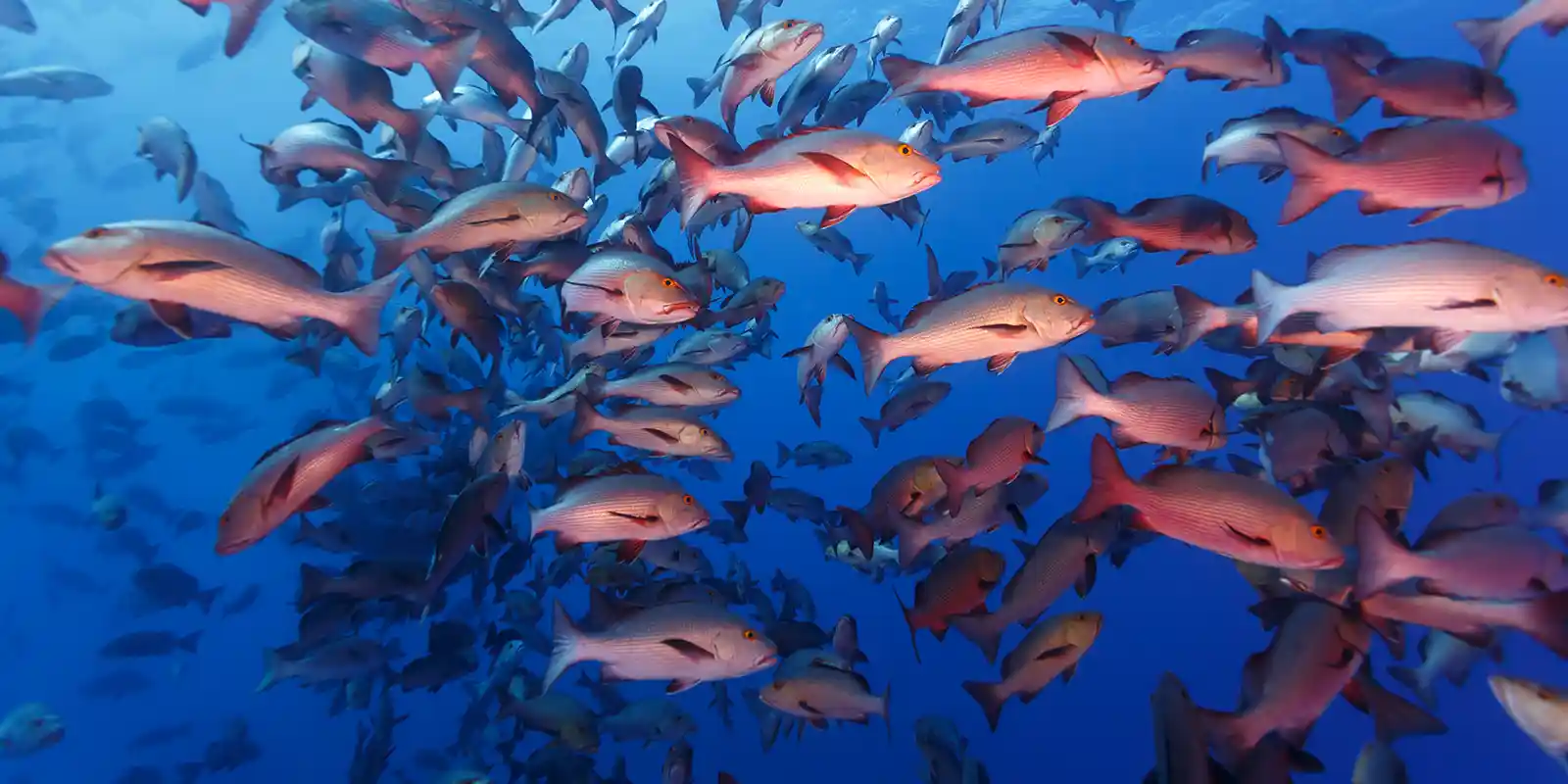 Spawning red snapper in Palau.