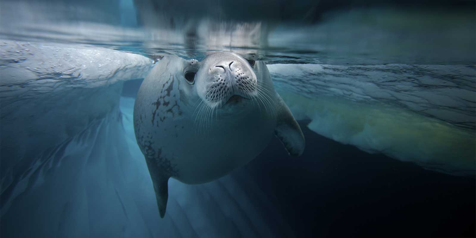 Crabeater seal in Antarctica