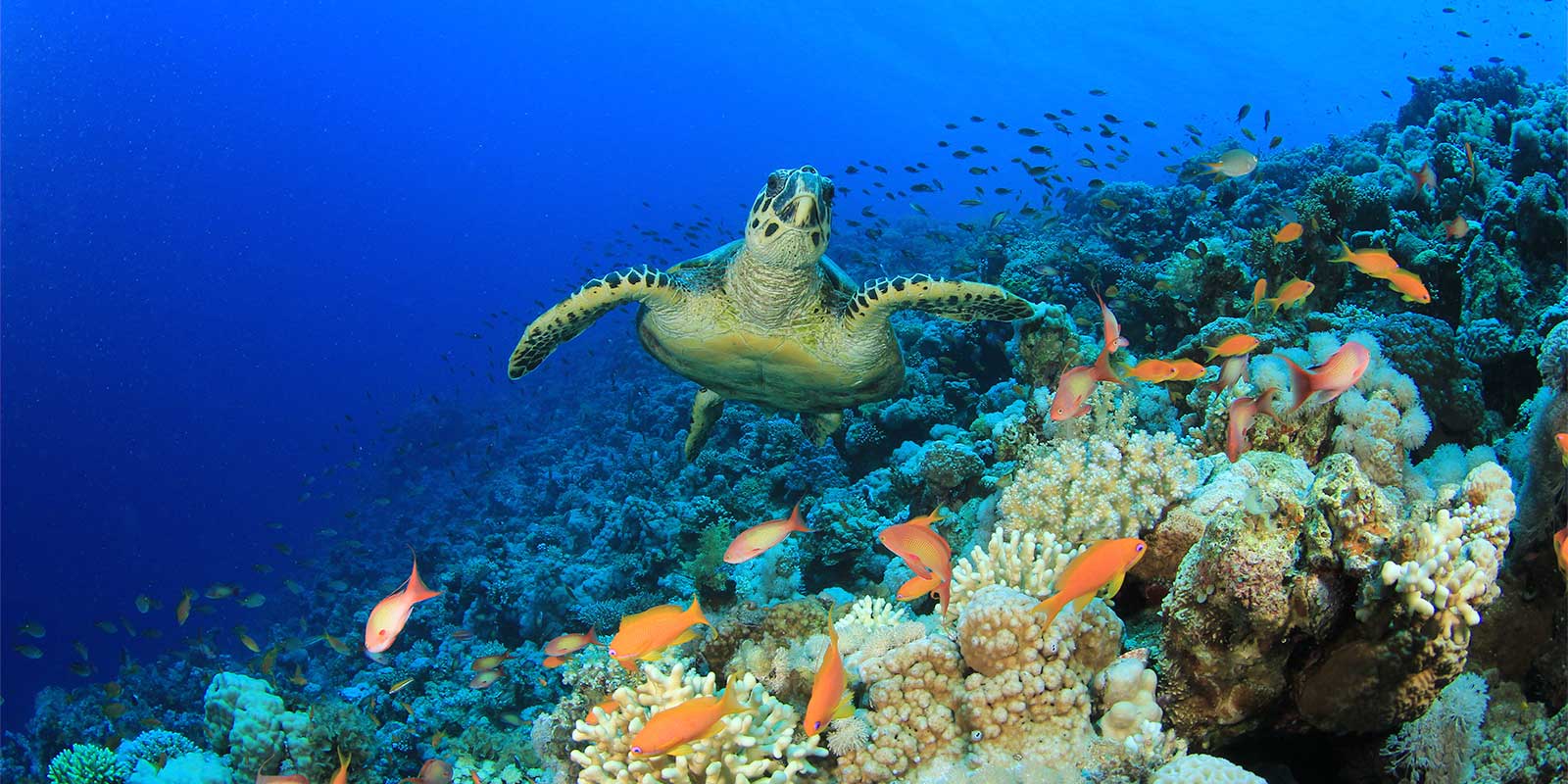 Hawksbill sea turtle and coral reef in Sharm el Sheikh, Egypt