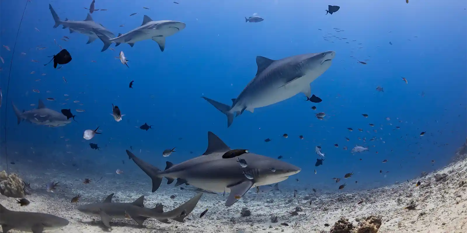 Schooling sharks in Beqa Lagoon, Fiji