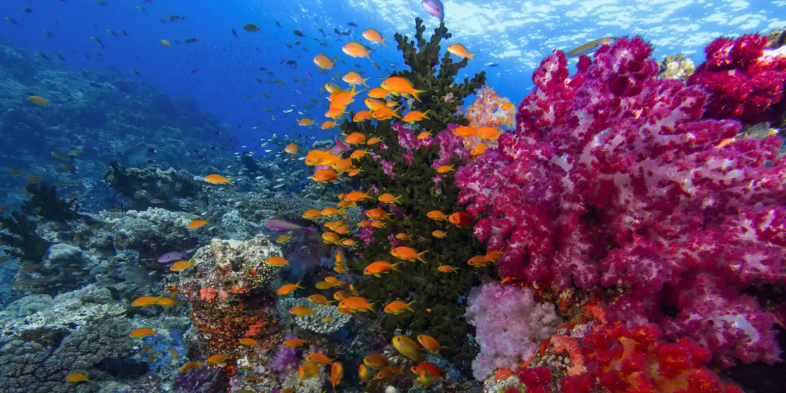 Coral reef scene in Fiji