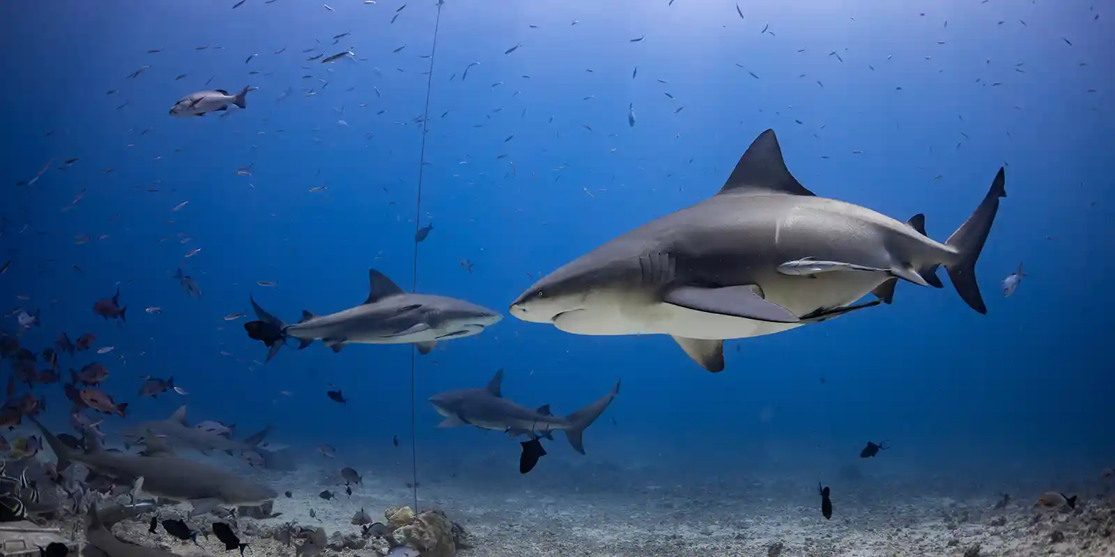 Bull shark in Beqa Island, Fiji