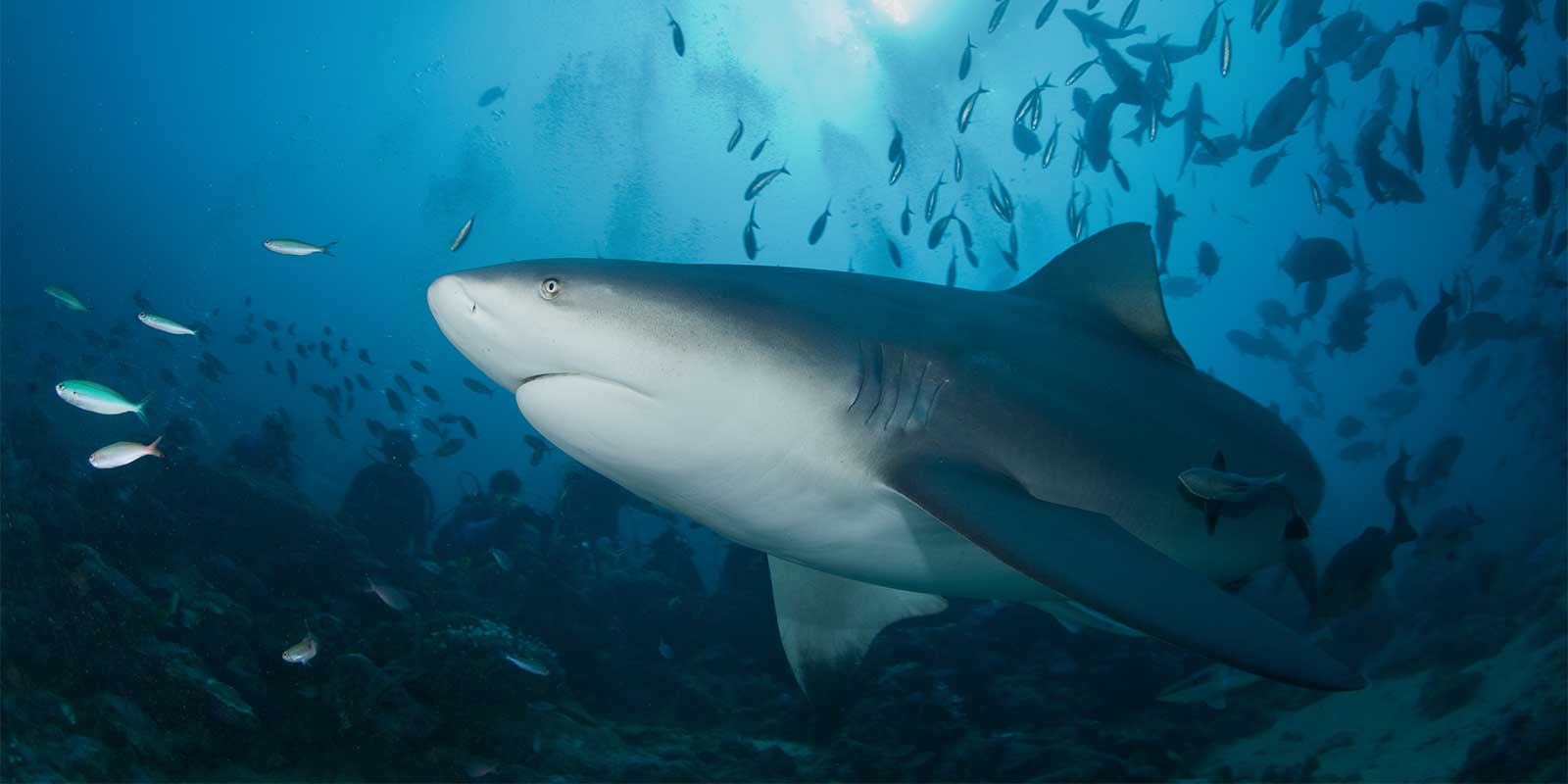 Bull shark in Fiji