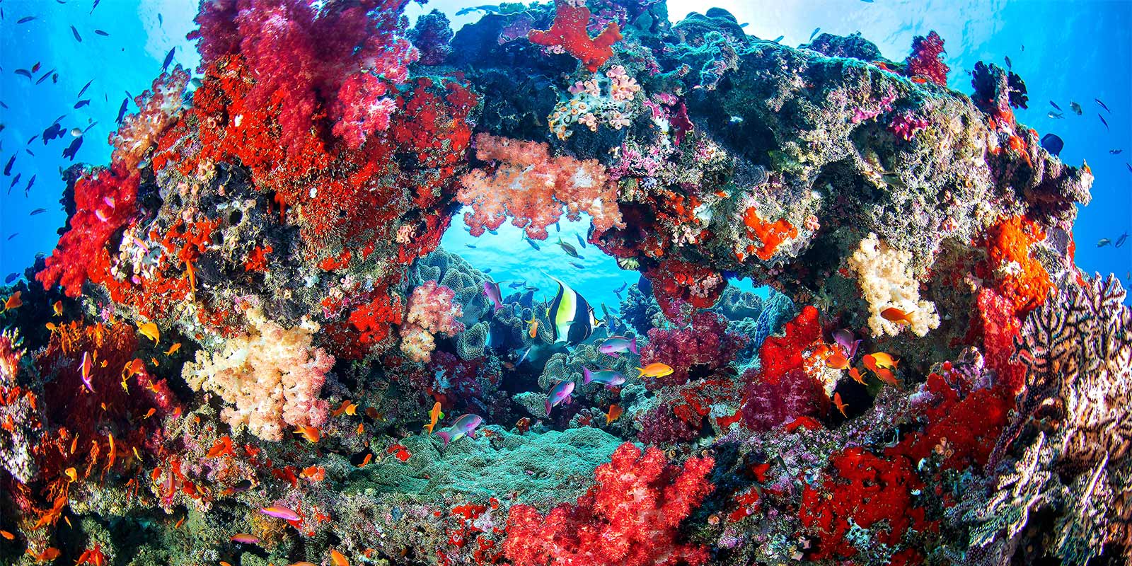 Coral reef in Fiji