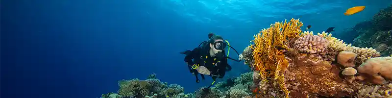 Diver on coral reef