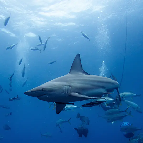 Oceanic black-tip shark in Aliwal Shoal, South Africa