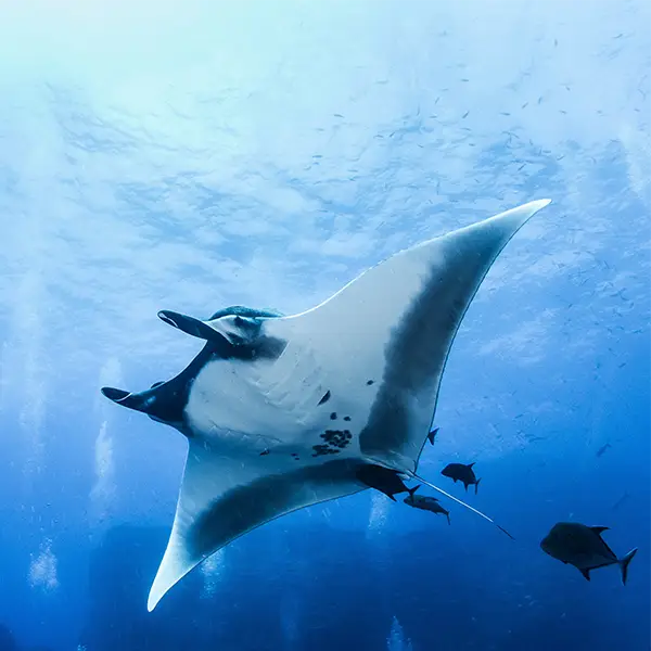 Giant Pacific manta ray in Socorro, Mexico