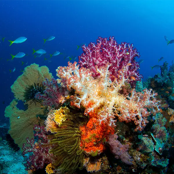 Coral reef in Halmahera, Indonesia