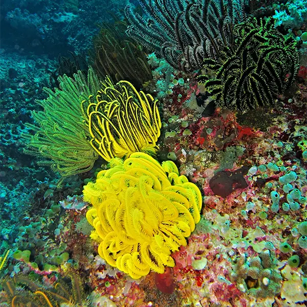 Coral reef in Anilao, the Philippines