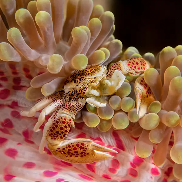Porcelain crab in the Philippines.