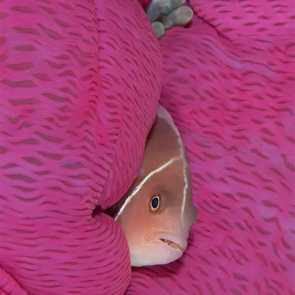 Pink anemonefish