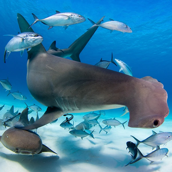 Hammerhead & nurse shark in the Bahamas.