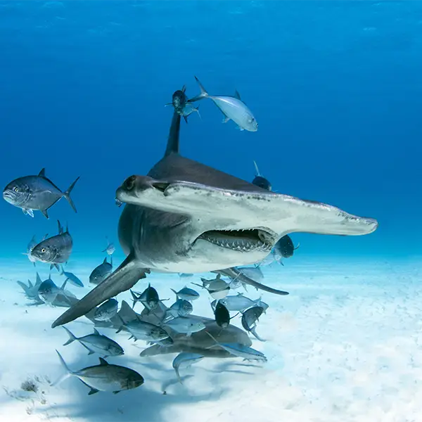 Great hammerhead shark in Bimini, the Bahamas