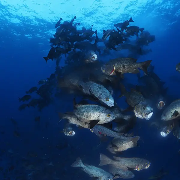 Red snapper spawning in Palau