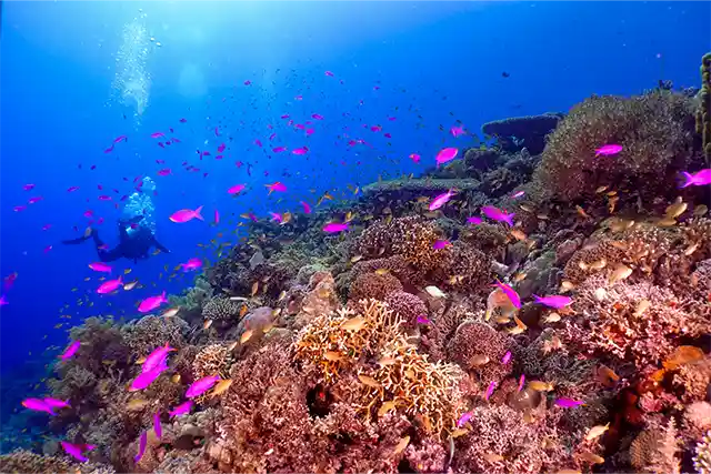 Coral reef in Malapascua, the Philippines