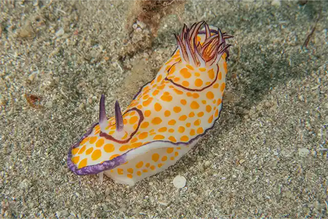 Nudibranch in Malapascua, the Philippines