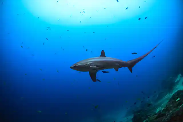 Thresher shark in Malapascua, the Philippines