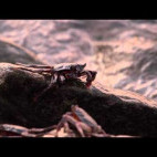 Snapshot of video