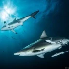 Oceanic black tip sharks.
