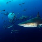 Oceanic black tip shark with remoras, in South Africa.