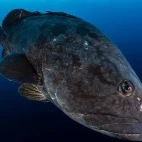 Image of giant grouper.