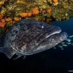 Giant grouper by rock face, South Africa.