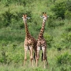 A pair of juvenile giraffes near Agulhas House accommodation, South Africa.