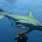Oceanic black tip reef shark with diver.