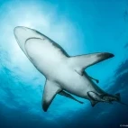 Oceanic black tip in South Africa.