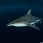 Oceanic black tip shark.