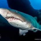 Image of a ragged tooth shark in South Africa.