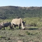 White rhino with calf, Agulhas House, South Africa.
