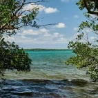 Mangroves at Pole Pole Lodge in Tanzania