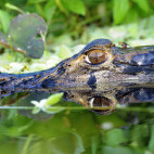 A black caiman in the Amazon. 