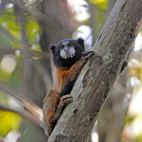 A golden tamarin chichico in the Amazon. 