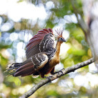 A hoatzin in the Amazon.