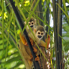 Lower Amazon squirrel monkeys in the Amazon. 