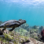 A marine iguana  in the Galapagos.