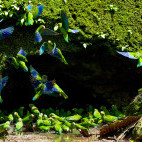 Parakeets at a clay licking cave in the Amazon.
