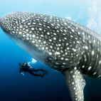 A whale shark in the Galapagos.