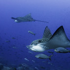 Black spotted eagle rays  in the Galapagos.