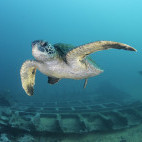 An olive ridley turtle  in the Galapagos.