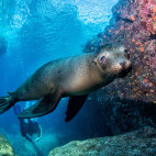 A sea lion pup in the Galapagos.