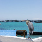 Grey heron at Galapagos Blu on Santa Cruz Island.