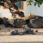 Marine iguana at Galapagos Blu on Santa Cruz Island.