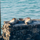 Galapagos sealion at Galapagos Blu on Santa Cruz Island.