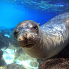 Sea lion in the Galapagos.