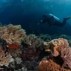 Diver & coral reef in Indonesia